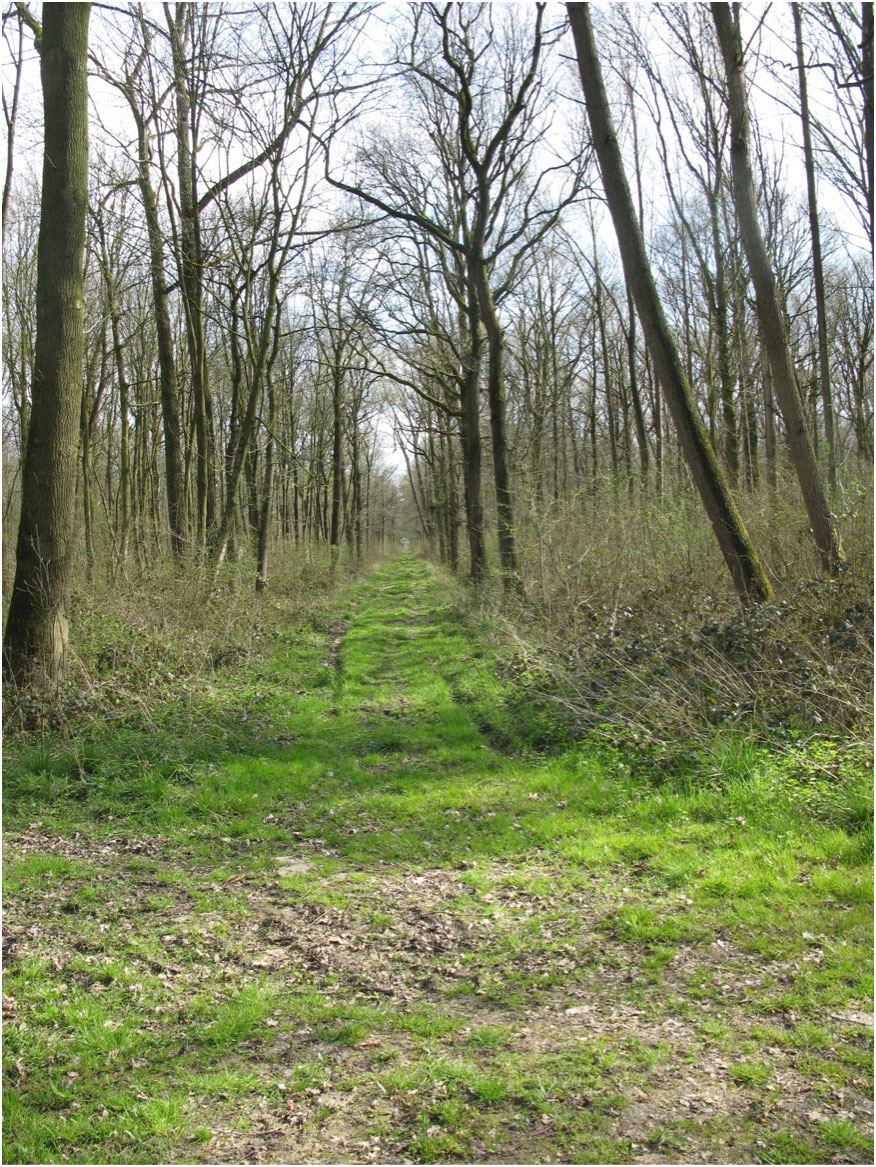 Ploegsteert Wood — Spring 2015