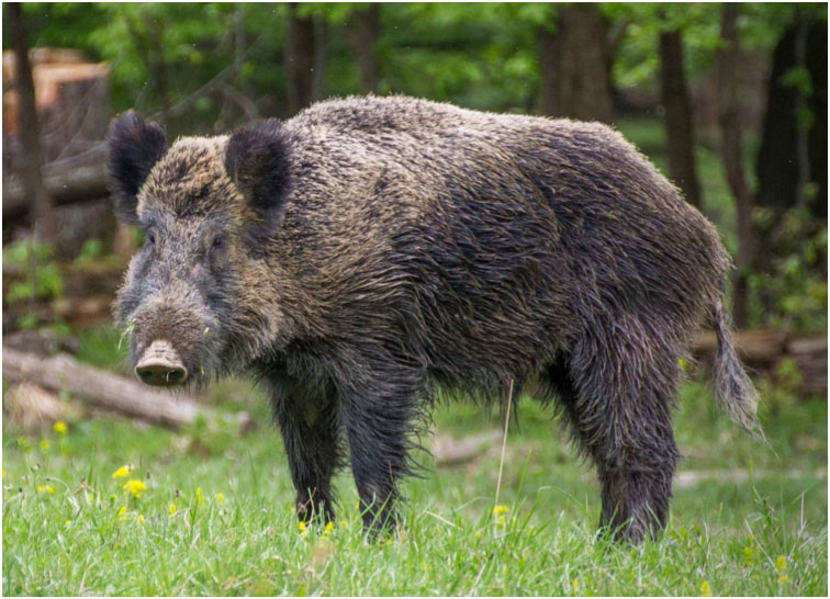 Wild Boar (Valentin Panzirch/Wikipedia)